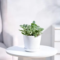 Fittonia Green Plant (Nerve Plant)