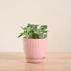 Fittonia Green Plant (Nerve Plant)