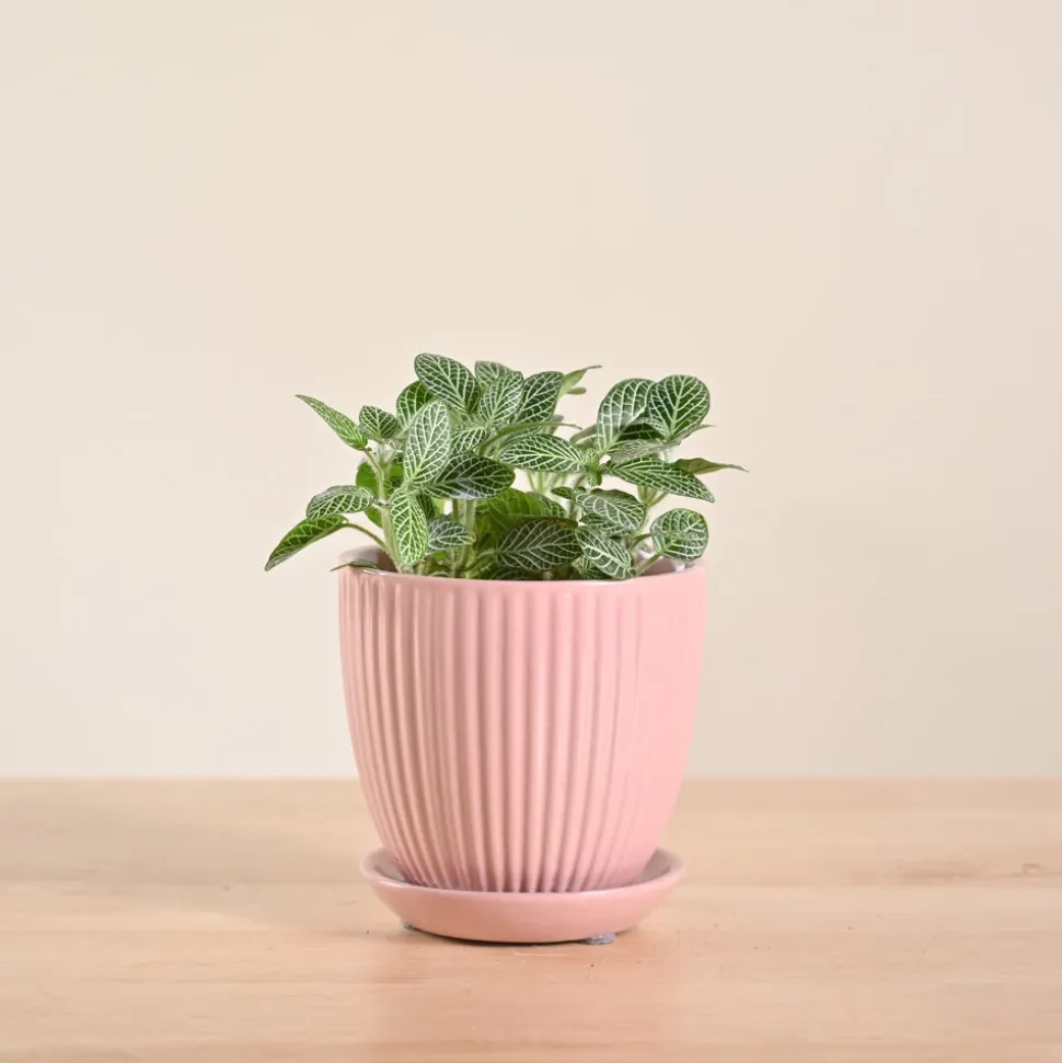 Fittonia Green Plant (Nerve Plant)