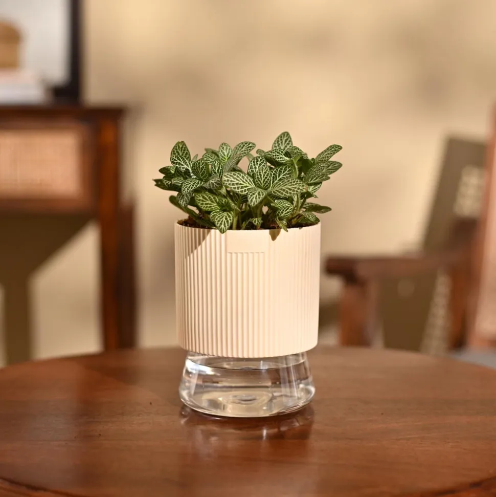 Fittonia Green Plant (Nerve Plant)