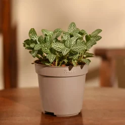 Fittonia Green Plant (Nerve Plant)