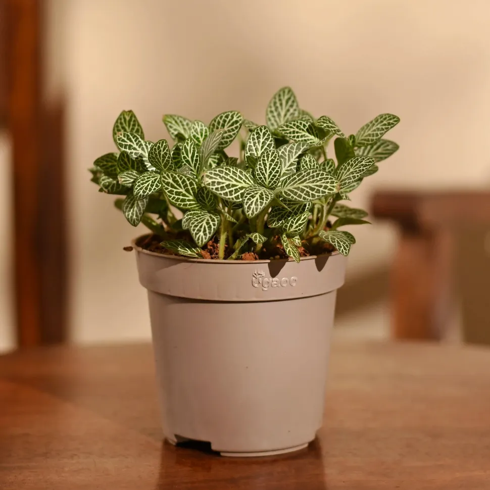 Fittonia Green Plant (Nerve Plant)