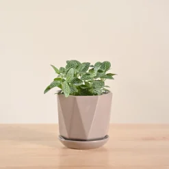 Fittonia Green Plant (Nerve Plant)