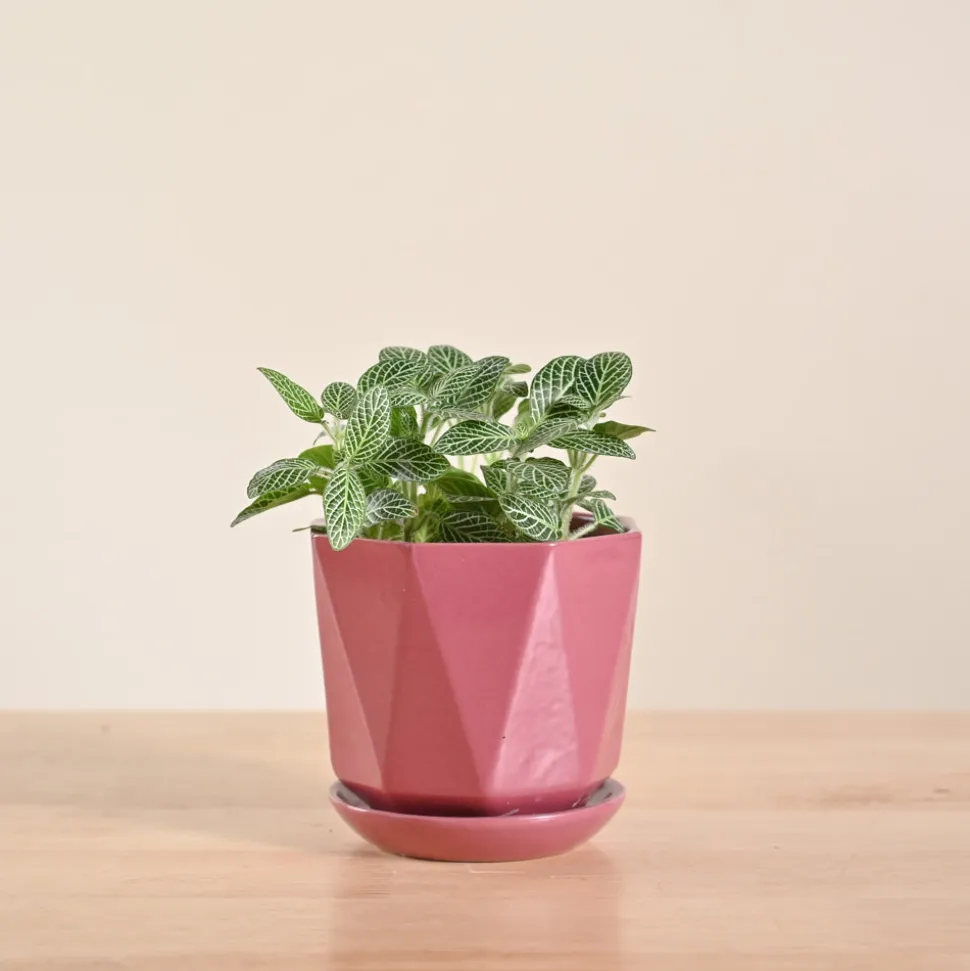 Fittonia Green Plant (Nerve Plant)