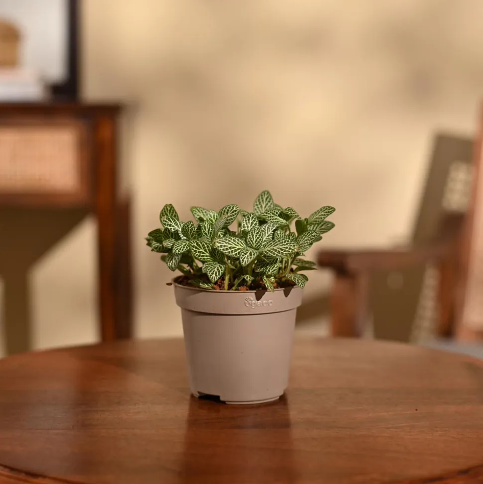 Fittonia Green Plant (Nerve Plant)
