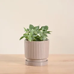 Fittonia Green Plant (Nerve Plant)