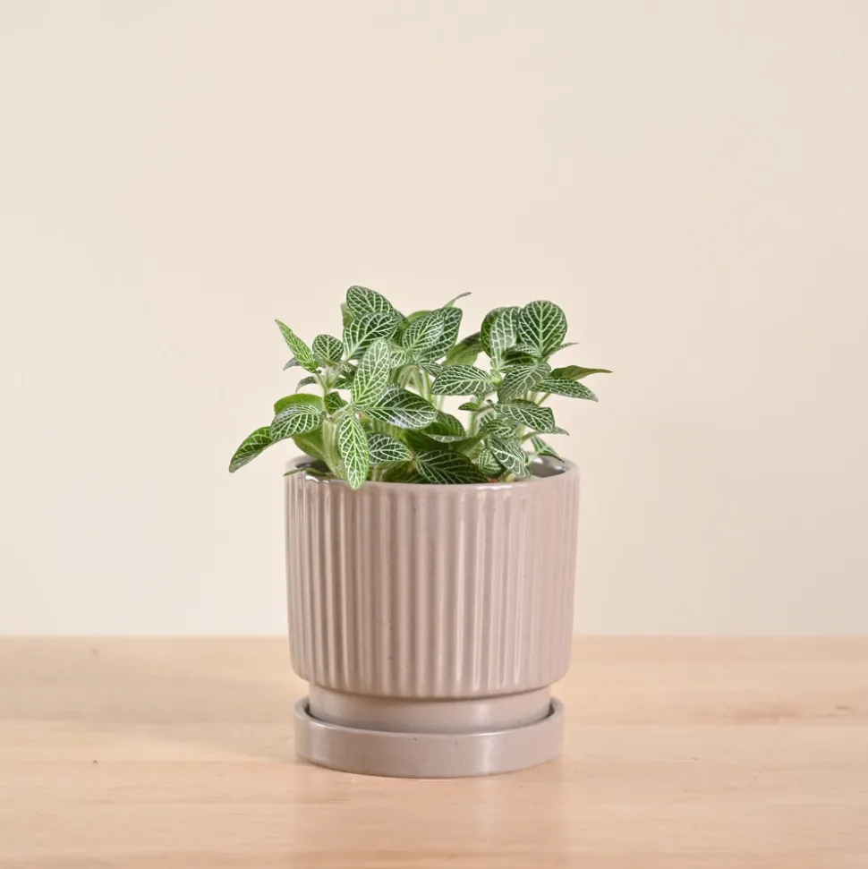 Fittonia Green Plant (Nerve Plant)