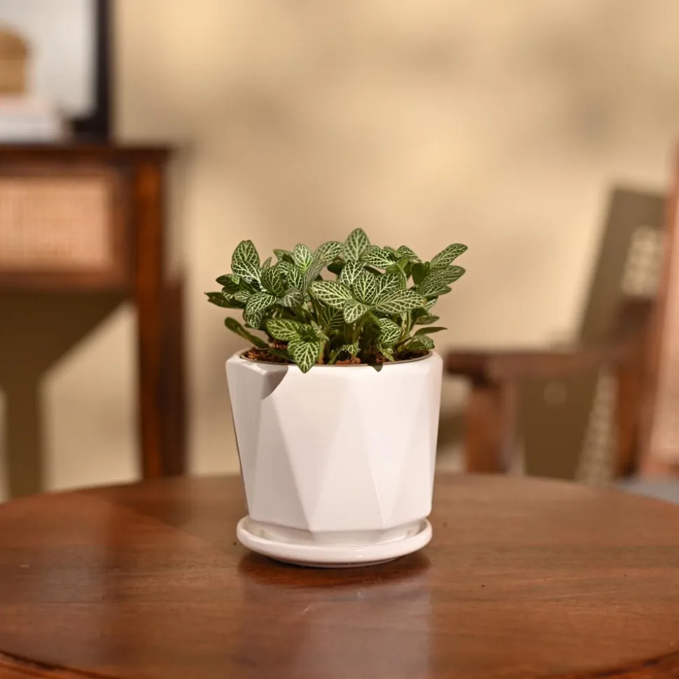 Fittonia Green Plant (Nerve Plant)