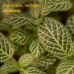Fittonia Green Plant (Nerve Plant)