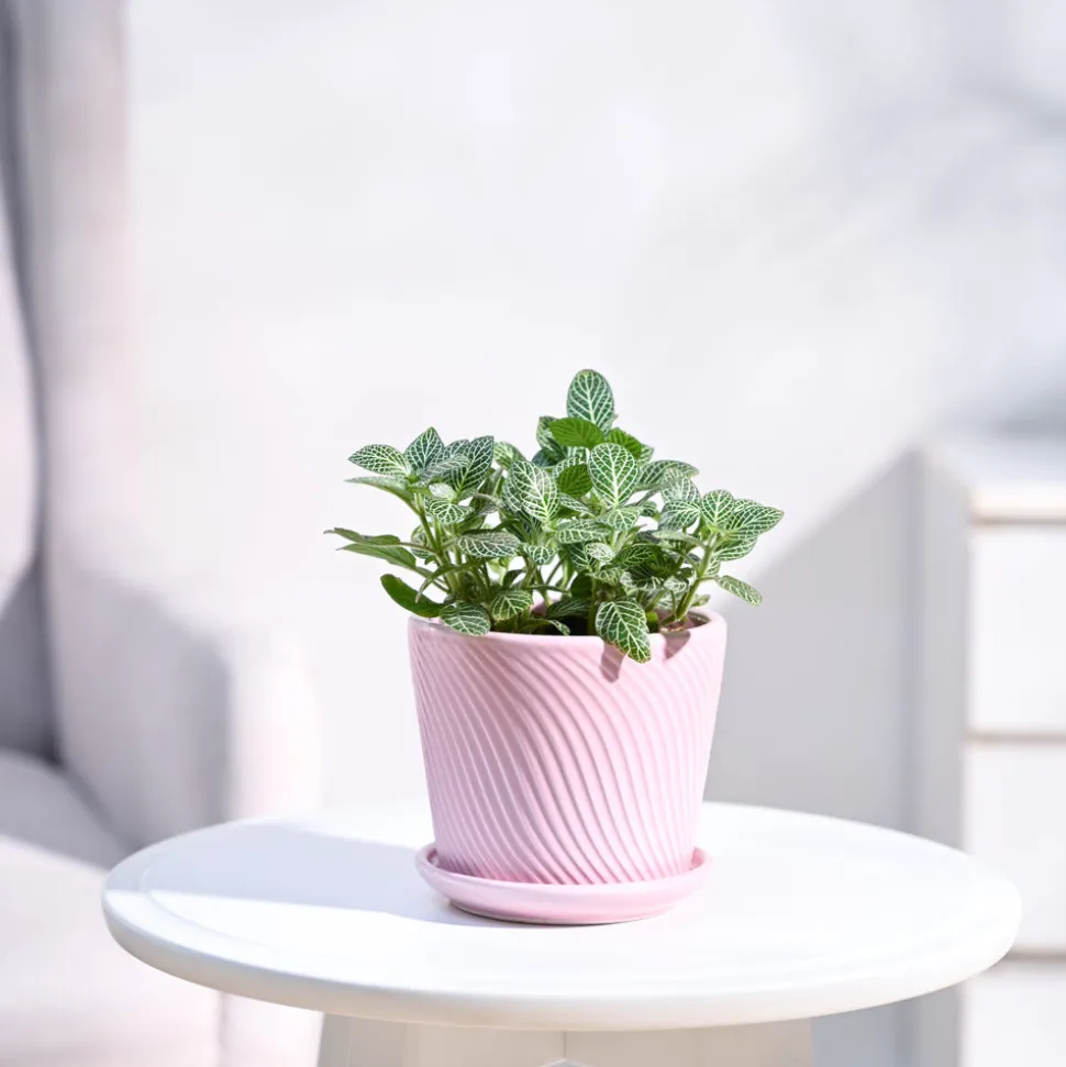 Fittonia Green Plant (Nerve Plant)
