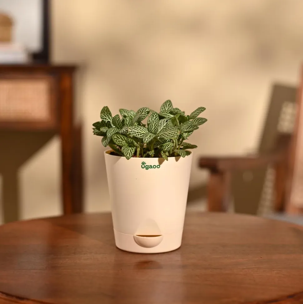Fittonia Green Plant (Nerve Plant)