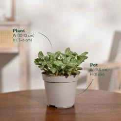 Fittonia Green Plant (Nerve Plant)