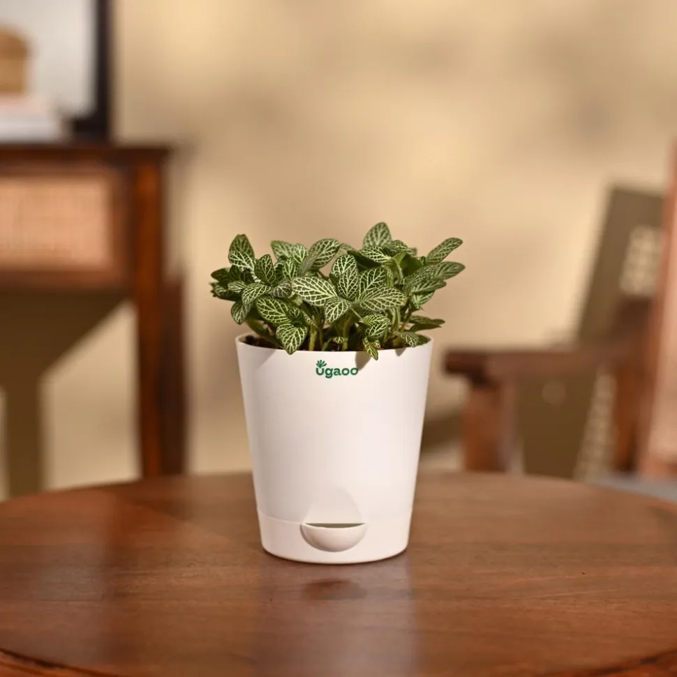 Fittonia Green Plant (Nerve Plant)