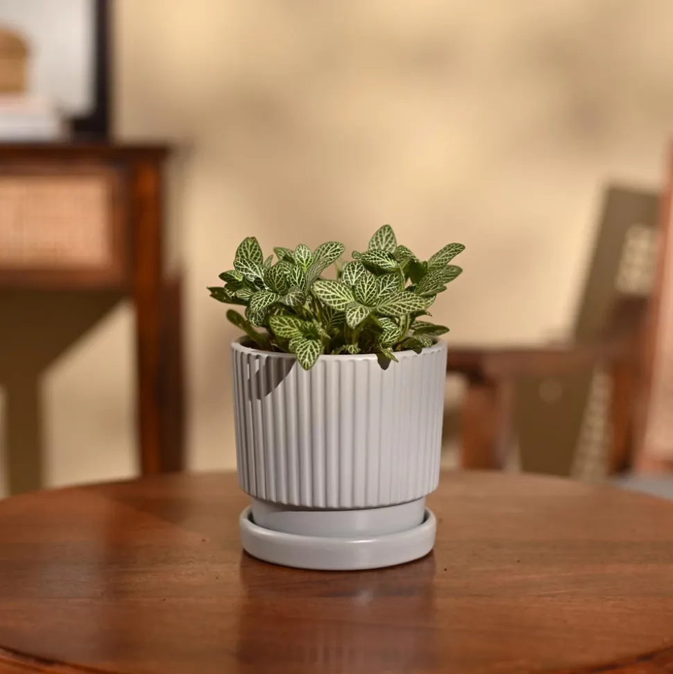 Fittonia Green Plant (Nerve Plant)