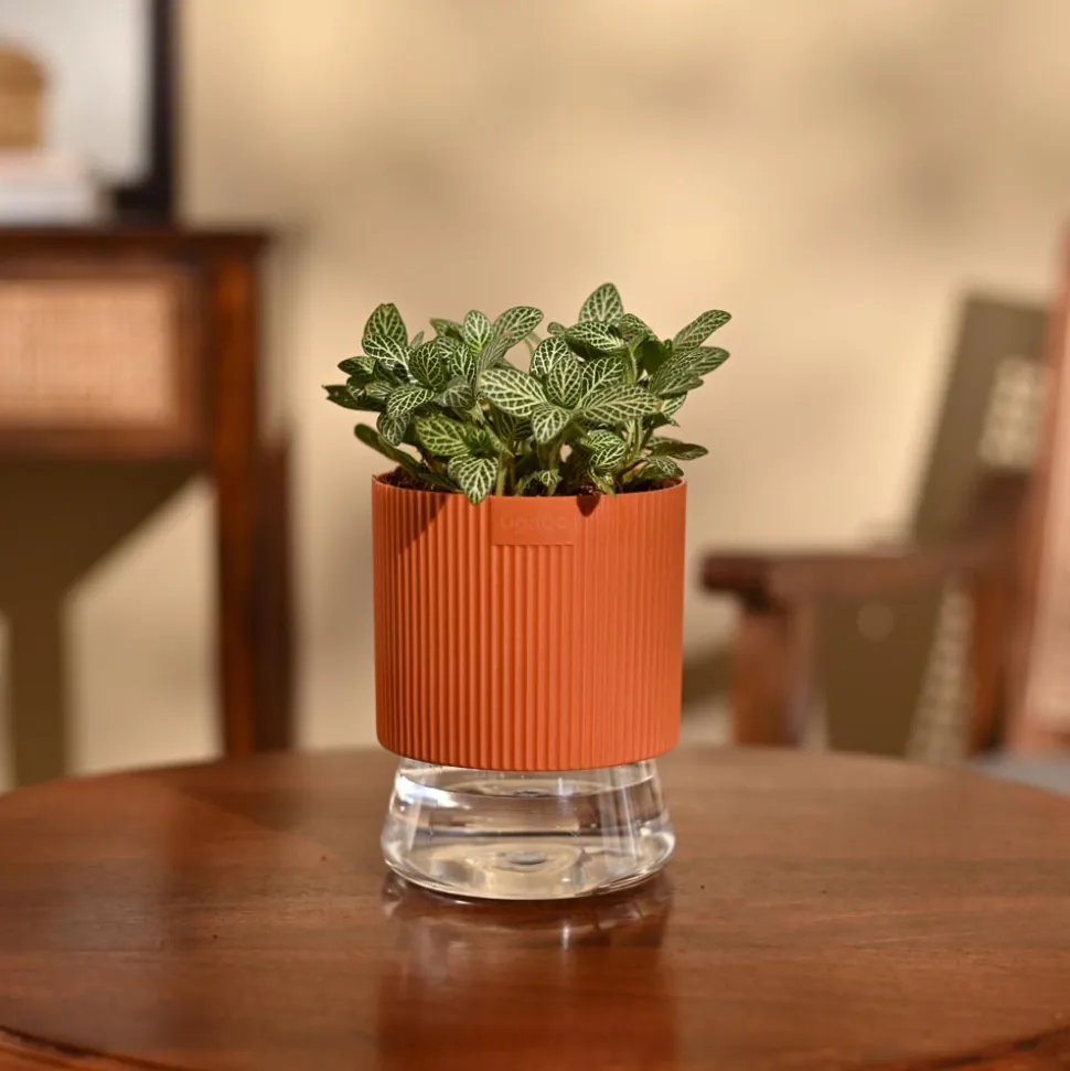 Fittonia Green Plant (Nerve Plant)