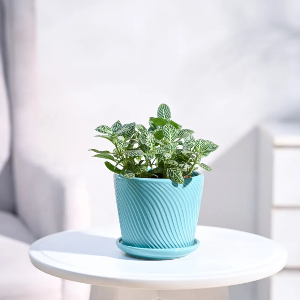 Fittonia Green Plant (Nerve Plant)