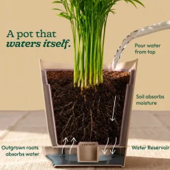 Fittonia Green Plant (Nerve Plant)