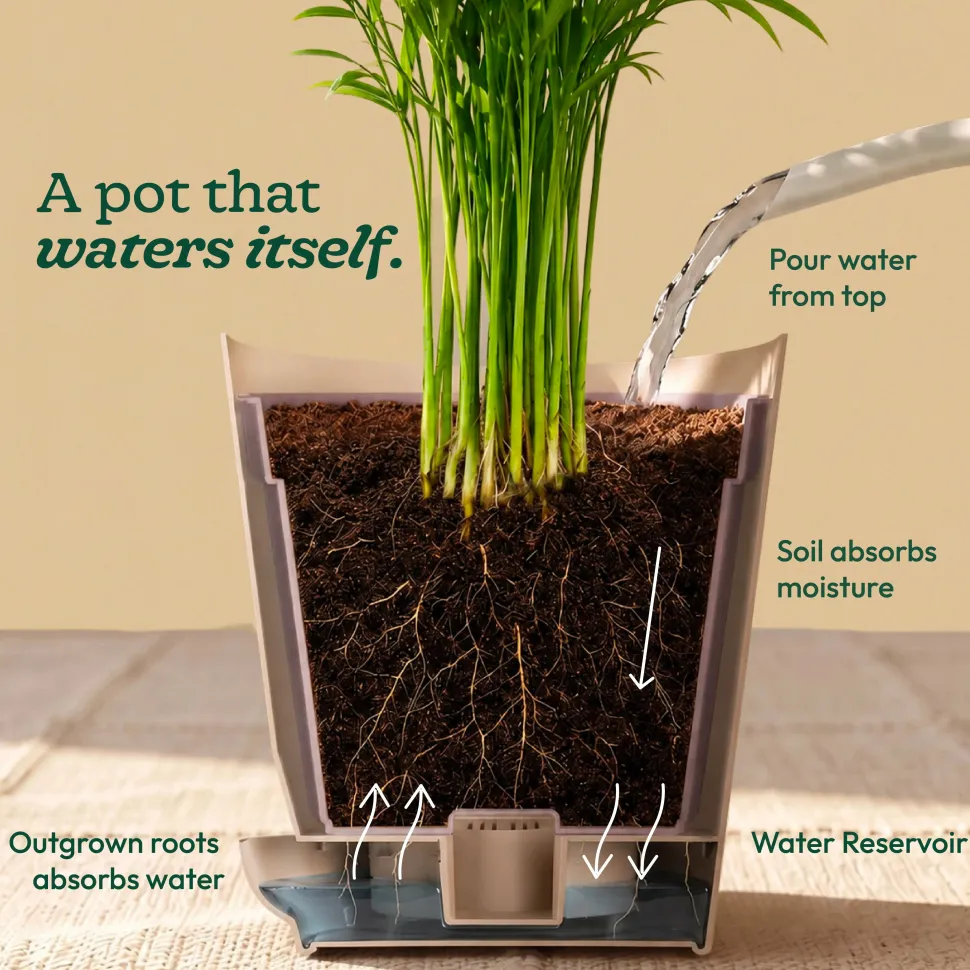 Fittonia Green Plant (Nerve Plant)