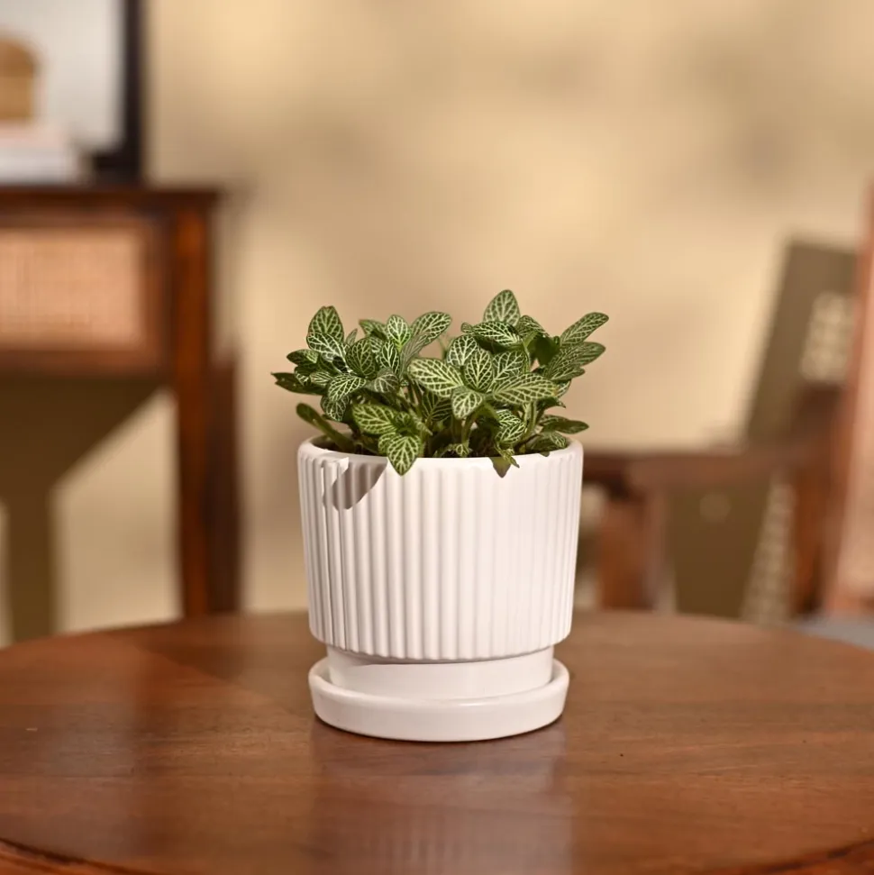 Fittonia Green Plant (Nerve Plant)