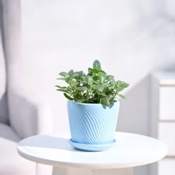 Fittonia Green Plant (Nerve Plant)