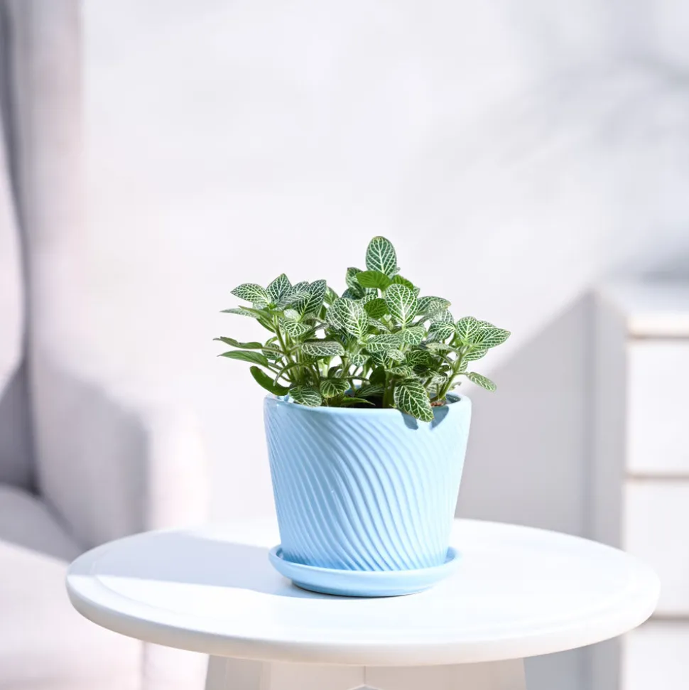 Fittonia Green Plant (Nerve Plant)