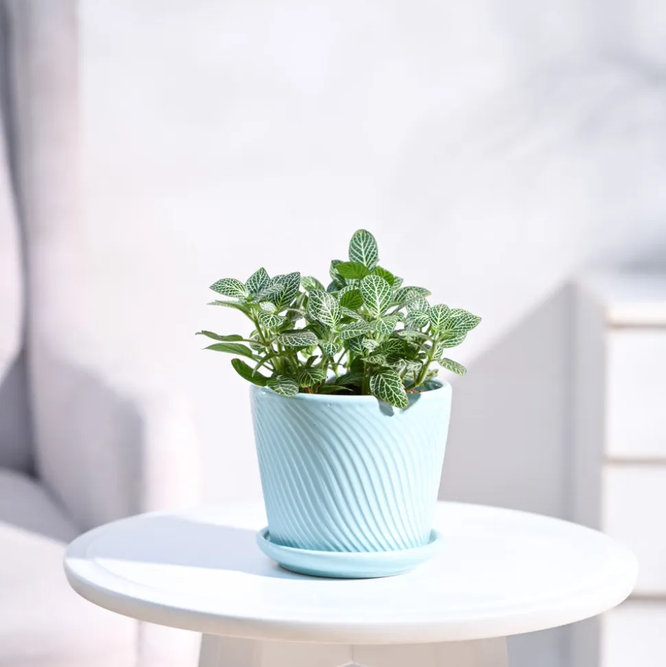 Fittonia Green Plant (Nerve Plant)
