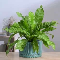 Fleeting Bliss Ceramic Planter