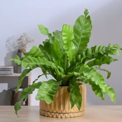 Fleeting Bliss Ceramic Planter