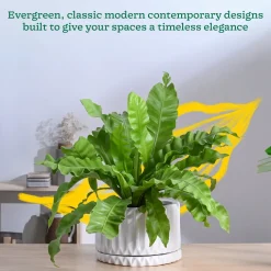 Fleeting Bliss Ceramic Planter
