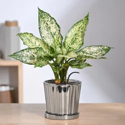 Fluted ceramic pot- 5 inch
