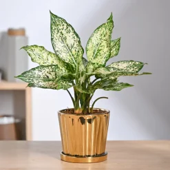 Fluted ceramic pot- 5 inch
