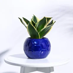 Football Ceramic Pot (5.3 Inch Diameter)