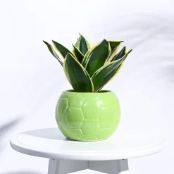 Football Ceramic Pot (5.3 Inch Diameter)