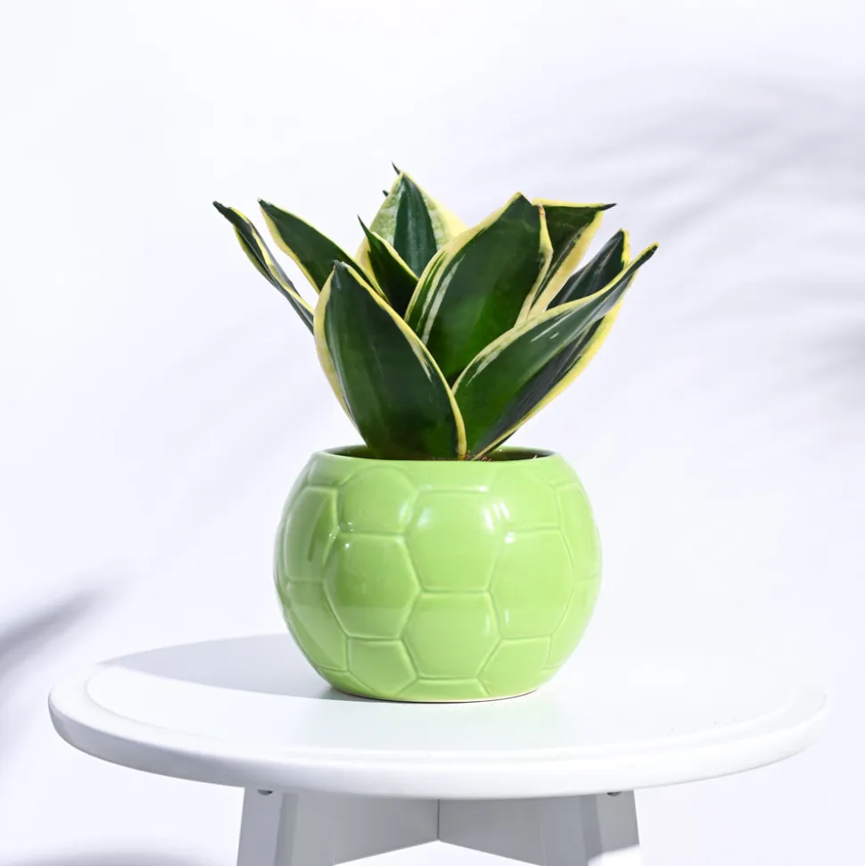 Football Ceramic Pot (5.3 Inch Diameter)