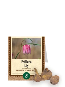 Fritillaria lily Bulbs