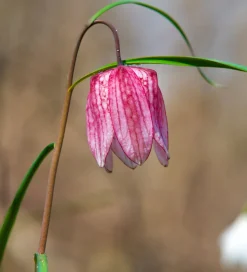 Fritillaria lily Bulbs