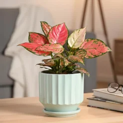Frosted Ceramic Pot