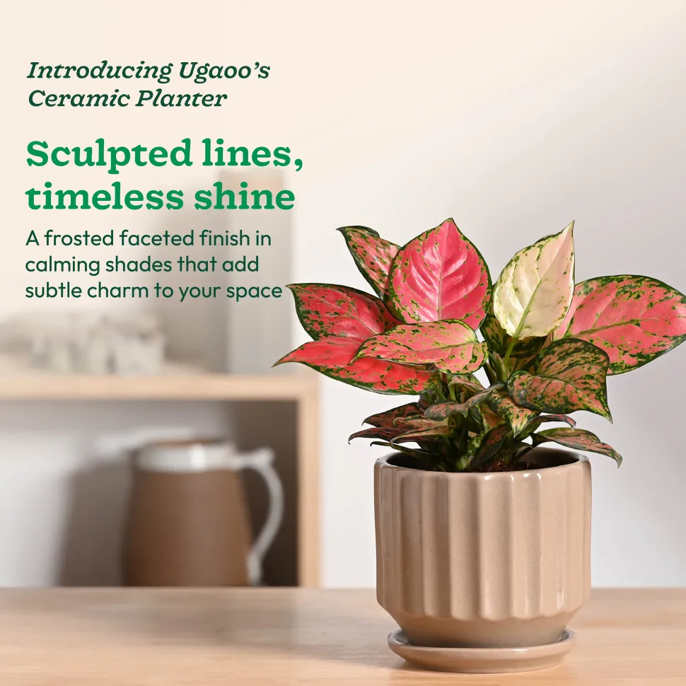 Frosted Ceramic Pot