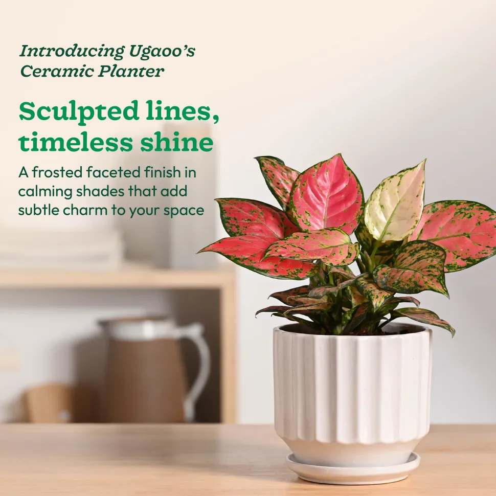 Frosted Ceramic Pot