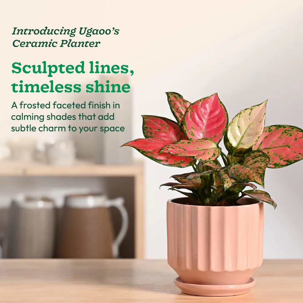 Frosted Ceramic Pot