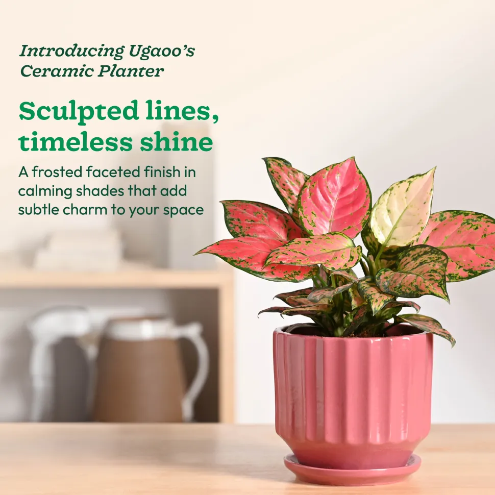 Frosted Ceramic Pot