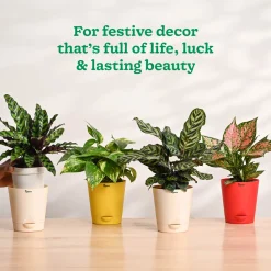 Ganapati Decor - Bundle of Plants
