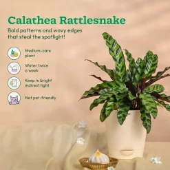 Ganapati Decor - Bundle of Plants