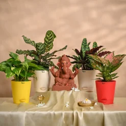 Ganapati Decor - Bundle of Plants