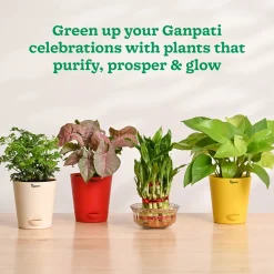 Ganapati Decor - Set of Plants