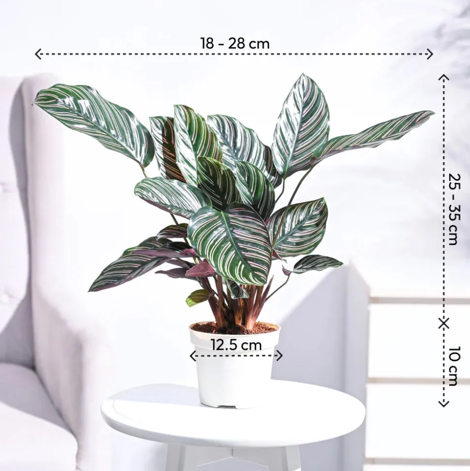 Ganpati Decor Plant Bundle