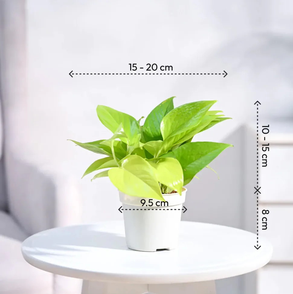 Ganpati Decor Plant Bundle