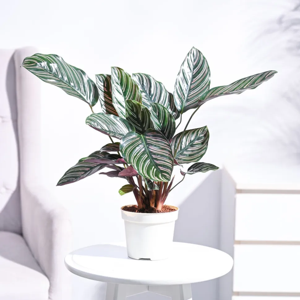 Ganpati Decor Plant Bundle