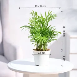 Ganpati Decor Plant Bundle