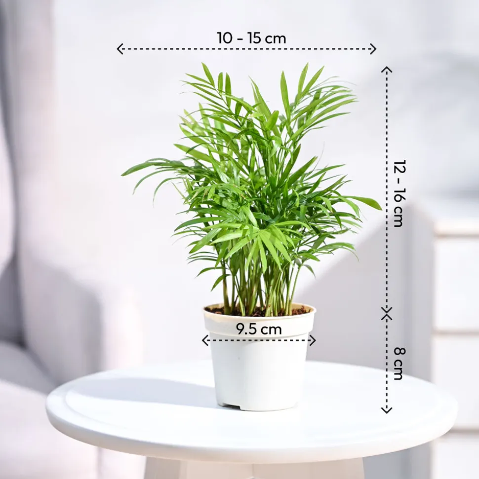 Ganpati Decor Plant Bundle